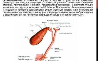Перегиб желчного пузыря у ребенка – причины, симптомы, лечение