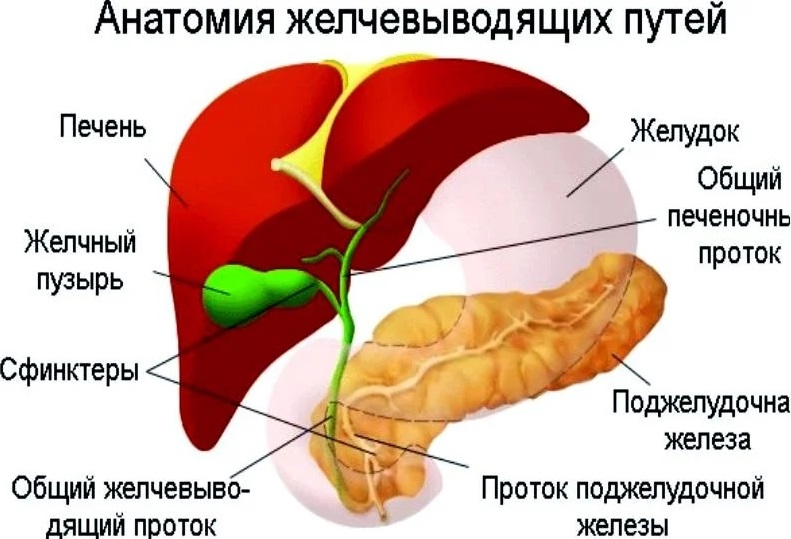 Схема строения пищеварительной системы