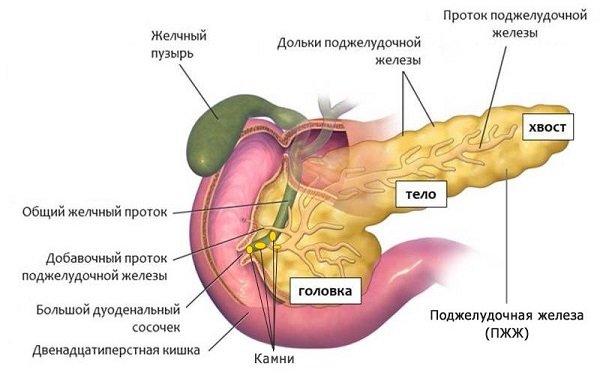 Анатомия билиарного панкреатита