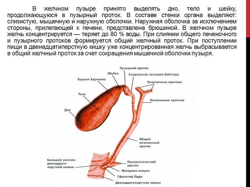 Определение и анатомия загиба желчного пузыря