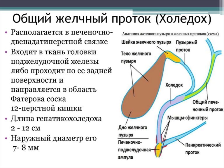 Нормальные размеры холедох